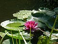 Lotus in Val-Morin, Quebec: Aug 2007