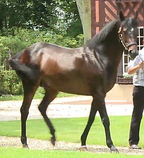 Soldier of Fortune (horse) Irish-bred Thoroughbred racehorse