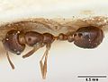 Solenopsis oculata casent0103216 dorsal 1. jpg