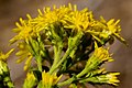 Solidago wrightii