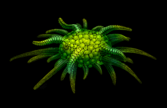 File:Sollasina cthulhu.png (Category:Echinozoa)