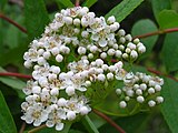 Sorbus americana flower close up