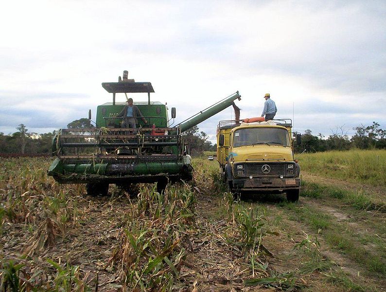 Файл:Sorghum linea 14 Alto Paraguay.jpg