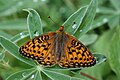 Boloria chariclea