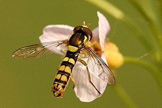 <i>Sphaerophoria interrupta</i> Species of fly