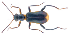 Sphinginus lobatus