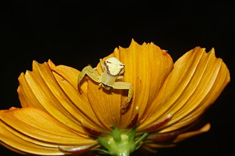 Crab spider