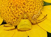 Thomisus onustus (Thomisidae) Crab spider