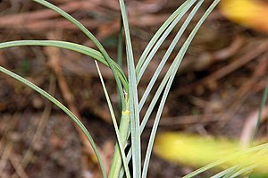 Spinifex longifolius fg01.JPG