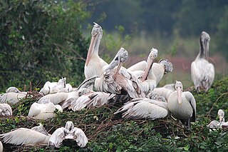 <span class="mw-page-title-main">Nelapattu Bird Sanctuary</span> Bird sanctuary in Andhra Pradesh, India