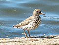 * Nomination Spotted sandpiper in Prospect Park --Rhododendrites 02:43, 1 May 2021 (UTC) * Promotion  Support Good quality -- Johann Jaritz 02:54, 1 May 2021 (UTC)