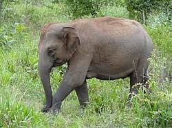 Sri Lankan Elephant in Hurulu Eco Park 34.JPG