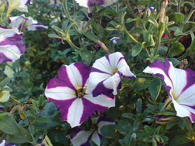 A close up of an Petunia cultivar at the Stafford roundabout.