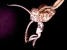 Stanhopea haseloviana Orchi 001.jpg