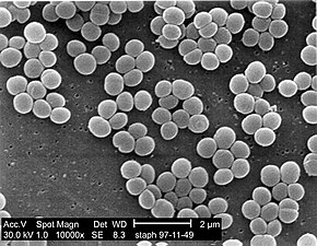 Micrografía SEM de colonias de S. aureus; note los grupso como uvas, comunes a las spp. de Staphylococcus.