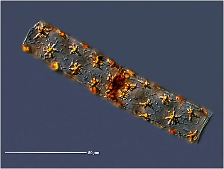 Star stick diatom
