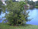 Morella cerifera, or wax myrtle.