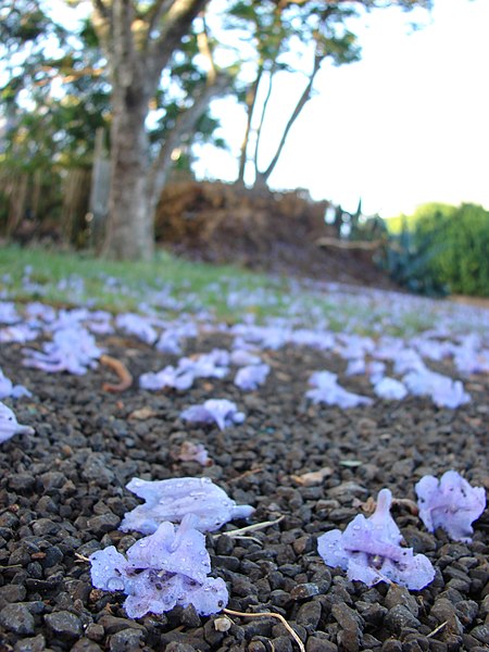 File:Starr-070519-7130-Jacaranda mimosifolia-flowers on ground-Makawao-Maui (24889322245).jpg