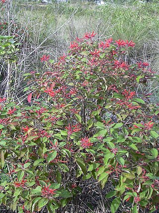 <i>Hamelia patens</i> Species of flowering plant