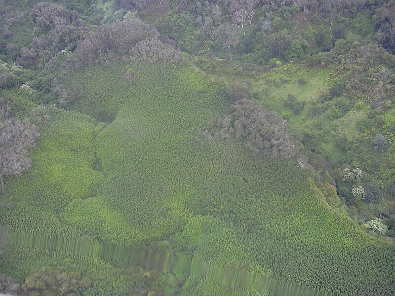 File:Starr 040301-0030 Phyllostachys nigra.jpg