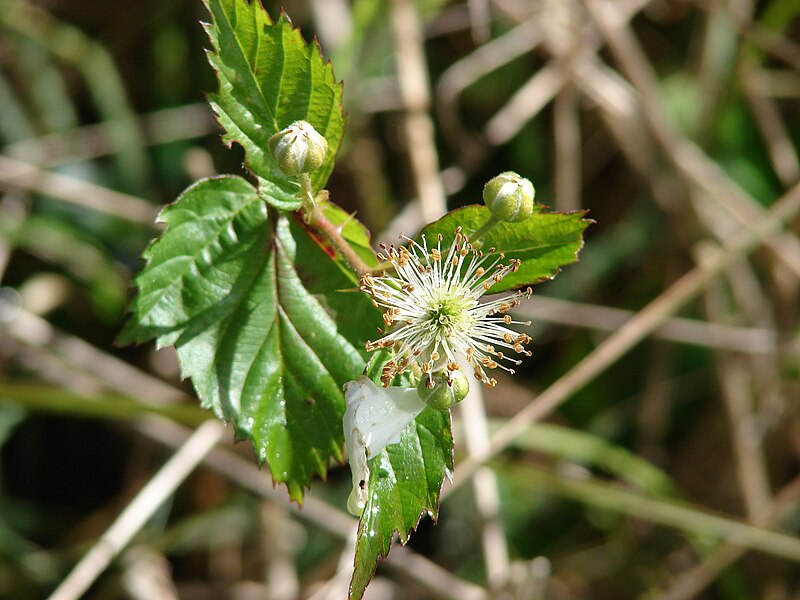 File:Starr 061205-1866 Rubus argutus.jpg