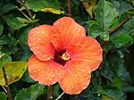 Starr 070313-5691 Hibiscus rosa-sinensis.jpg