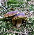 * Nomination Gemeiner Steinpilz im Kaltenbrunner Tal, Pfälzer Wald, Deutschland. --Fischer.H 10:22, 16 November 2020 (UTC) * Promotion Can you id the species? --Poco a poco 15:42, 16 November 2020 (UTC)  Support Good quality. --Tesla Delacroix 10:12, 17 November 2020 (UTC) I added the cat --Tesla Delacroix 10:12, 17 November 2020 (UTC)