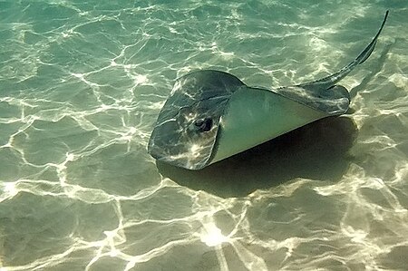 Stingray City, Grand Cayman.jpg