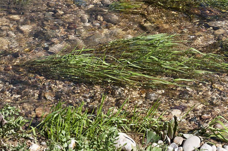 File:Stream, Çukurova University 04.jpg