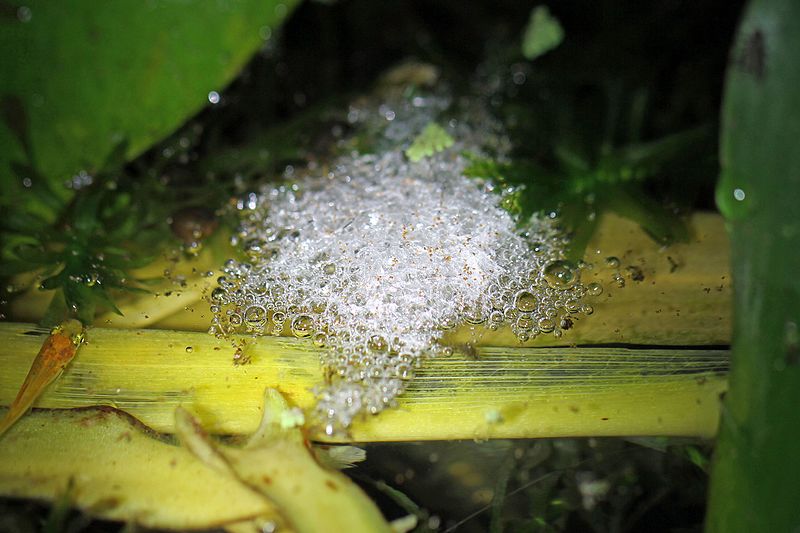 File:Striped Marsh Frog Eggs, Limnodynastes peronii - Flickr - GregTheBusker.jpg