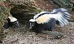 Miniatuur voor Gestreepte skunk