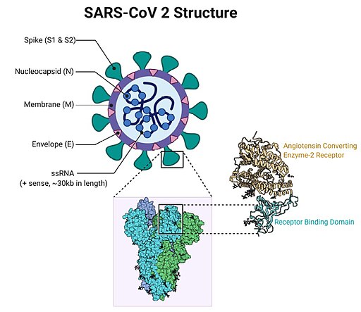 Struktura SARS-CoV 2