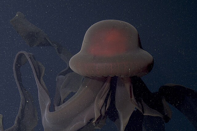 Giant phantom jellyfish 640px-Stygiomedusa_Gigantea