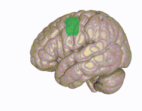 تصوير ثلاثي الأبعاد للقشرة الحركية الإضافية في الدماغ البشري العادي.