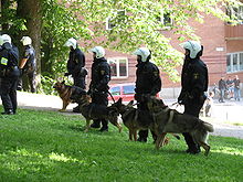 Swedish police dogs.jpg