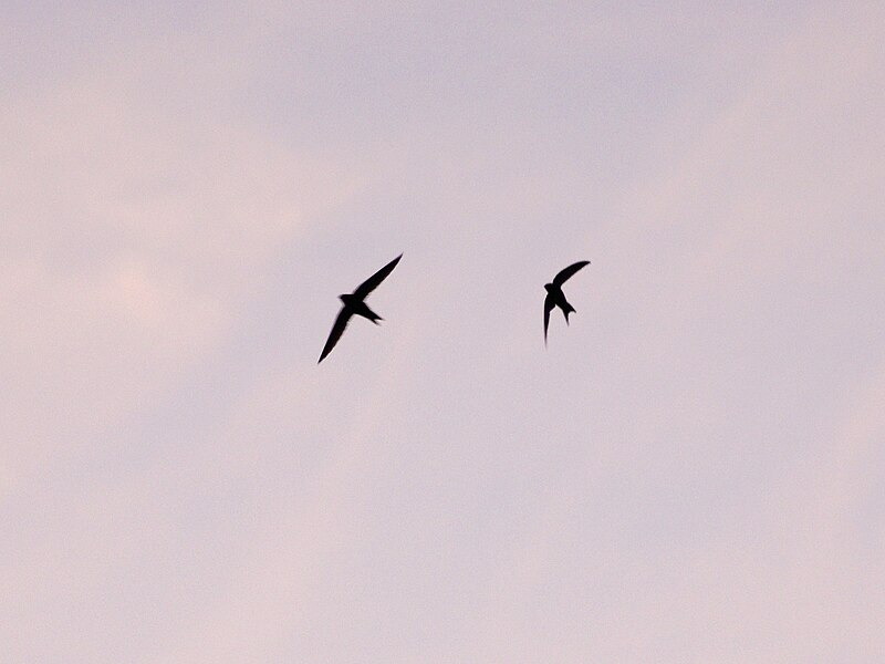 File:Swifts flying at sunset, Netherlands 1.jpg