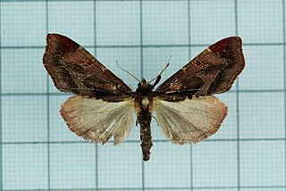 <i>Sybrida</i> Genus of moths