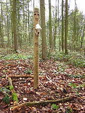 A thin wooden pillar located within woodland