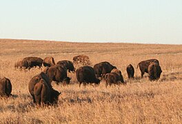 Bisons dans la Tallgrass Prairie Nature Preserve. Osage county, Okhlahoma, États-Unis, 2007