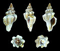 * Nomination Shell of a Mediterranean sea snail, Tarantinaea lignarius --Llez 05:09, 24 April 2014 (UTC) * Promotion  Support --Christian Ferrer 05:32, 24 April 2014 (UTC)