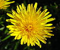 Gemeiner Löwenzahn Taraxacum officinalis