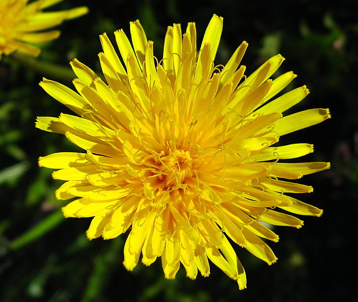 File:Taraxacum sp upernavik 2007-07-30 1 edited.jpg