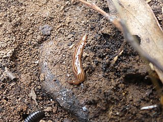 <i>Tasmanoplana</i> Genus of flatworms