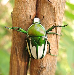 Rhamphorrhina splendens