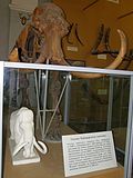 Vorschaubild für Taimyr-Mammut