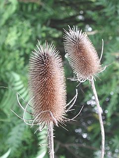 Die Karden (Dipsacus) sind ein