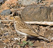 Terrera marismeña (Calandrella rufescens) (8649673388) (2) (beskåret) .jpg