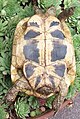 雌性東部赫曼陸龜