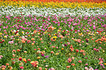 Thumbnail for The Flower Fields