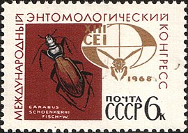 На поштовій марці СРСР (1967) зображений жук – карабус Шенгерра.
